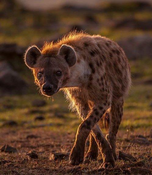 Hyena - Profile - GameDesire